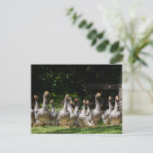 ganzen in het briefkaart Dordogne (Staand voorkant)