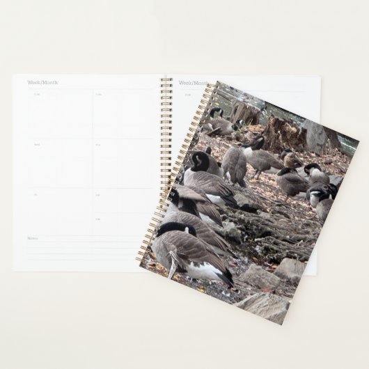 Ganzen in het Park Planner (Display)
