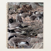 Ganzen in het Park Planner (Voorkant)