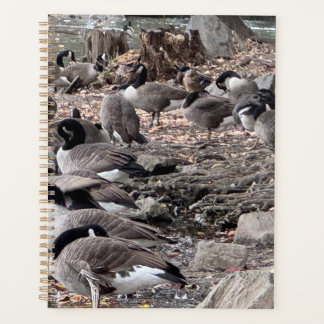 Ganzen in het Park Planner
