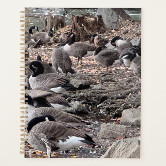 Ganzen in het Park Planner (Voorkant)