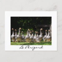 ganzen in het witte-tekstbriefkaart Périgord