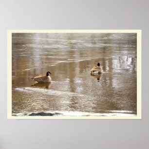 Ganzen in Icy Creek Poster