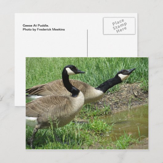 ganzen in puddle briefkaart (Voorkant / Achterkant)