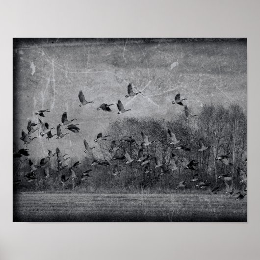 ganzen in , witte en zwarte vliegtextuur poster (Voorkant)