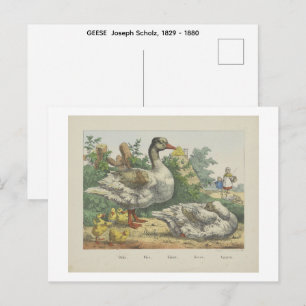 GANZEN Joseph Scholz, 1829 - 1880 Briefkaart