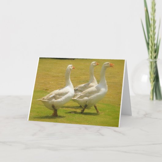 ganzen kaart (Voorkant)