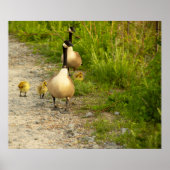 Ganzen met Goslings Poster (Voorkant)