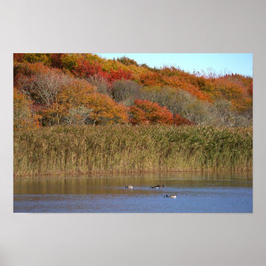 Ganzen met herfstbomen poster (Voorkant)