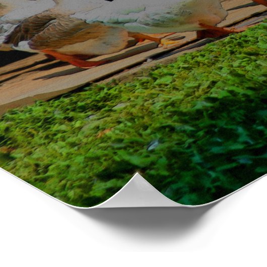 Ganzen op de Maart Dierkunst Poster (Hoek)