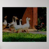 Ganzen op de Maart Dierkunst Poster (Voorkant)