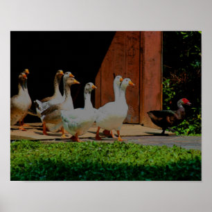 Ganzen op de Maart Dierkunst Poster