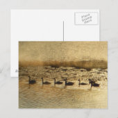 Ganzen op Golden Pond Briefkaart (Voorkant / Achterkant)