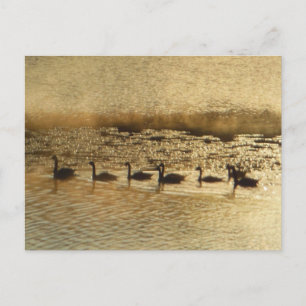 Ganzen op Golden Pond Briefkaart