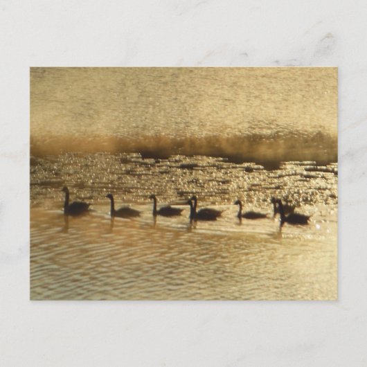 Ganzen op Golden Pond Briefkaart (Voorkant)
