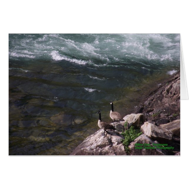 Ganzen op het water (Voorkant Horizontaal)