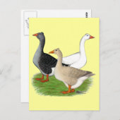 Ganzen: Tufted Trio Briefkaart (Voorkant / Achterkant)