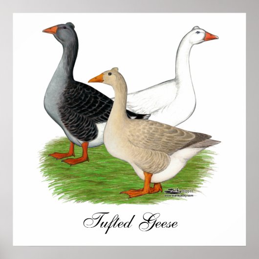 Ganzen: Tufted Trio Poster (Voorkant)