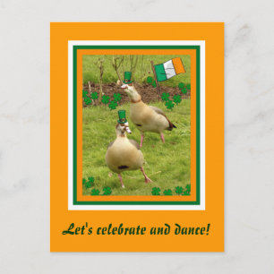 Ganzen voeren een beetje Ierse dansen uit Briefkaart