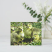 Ganzenfamilie Briefkaart (Staand voorkant)