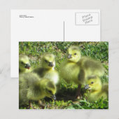 Ganzenfamilie Briefkaart (Voorkant / Achterkant)