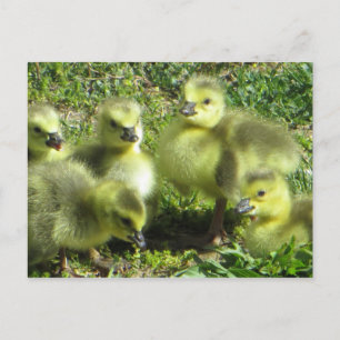 Ganzenfamilie Briefkaart