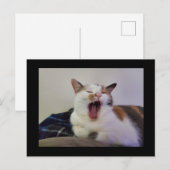 Gapen Calico Cat Briefkaart (Voorkant / Achterkant)