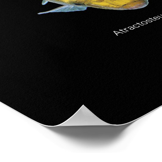 Gar Pikes Poster (Hoek)