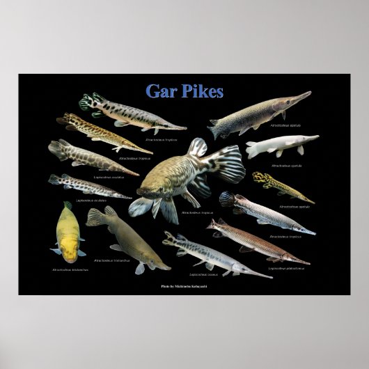 Gar Pikes Poster (Voorkant)