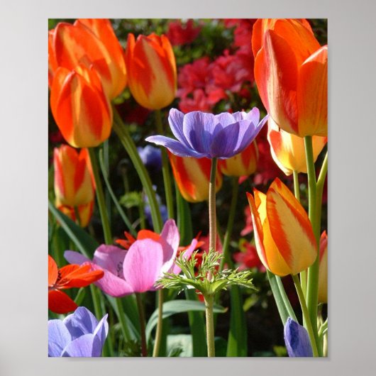 Garden Beauty Poster (Voorkant)