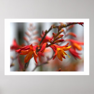 Garden Beauty Poster