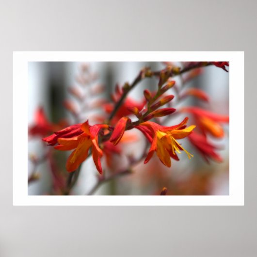 Garden Beauty Poster (Voorkant)