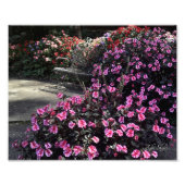 Garden Bench Foto Afdruk (Voorkant)