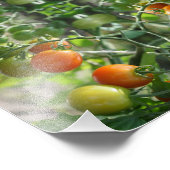 Garden Cherry Tomatoes Abstracte Natuur 8x10 Foto Afdruk (Hoek)