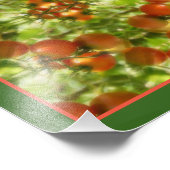 Garden Cherry Tomatoes Natuur Mirror Abstract 8x10 Foto Afdruk (Hoek)