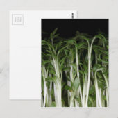 Garden Cress Lepidium sativum Briefkaart (Voorkant / Achterkant)