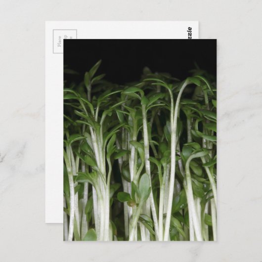 Garden Cress Lepidium sativum Briefkaart (Voorkant / Achterkant)