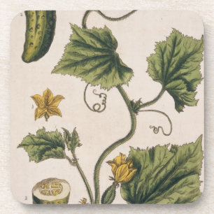 Garden Cucumber, bord 4 uit "A Curious Herbal", Bier Onderzetter