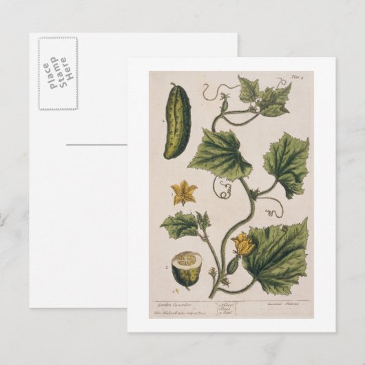 Garden Cucumber, bord 4 uit "A Curious Herbal", Briefkaart (Voorkant / Achterkant)