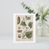 Garden Cucumber, bord 4 uit "A Curious Herbal", Briefkaart (Staand voorkant)