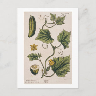 Garden Cucumber, bord 4 uit "A Curious Herbal", Briefkaart