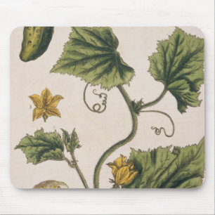 Garden Cucumber, bord 4 uit "A Curious Herbal", Muismat