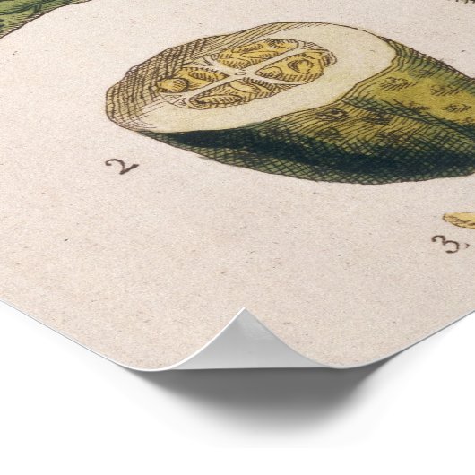 Garden Cucumber, bord 4 uit "A Curious Herbal", Poster (Hoek)