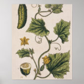 Garden Cucumber, bord 4 uit "A Curious Herbal", Poster (Voorkant)
