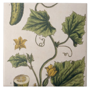 Garden Cucumber, bord 4 uit "A Curious Herbal", Tegeltje