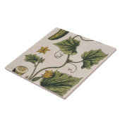 Garden Cucumber, bord 4 uit "A Curious Herbal", Tegeltje (Zijkant)