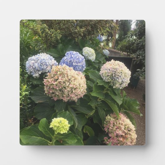 Garden Flowers Fotoplaat (Voorkant)