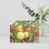 Garden Fresh Heirloom Tomaten Briefkaart (Staand voorkant)