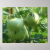 Garden Green Tomates Natuur Poster (Voorkant)