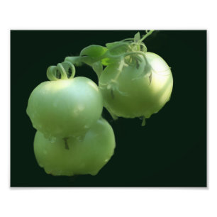 Garden Green Tomatoes Natuur 8x10 Foto Afdruk
